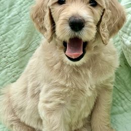 Kisses black collar - Goldendoodle puppy from Standard Goldendoodle and Doodles