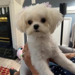 Maltese, Maltipoo, and Morkie All Grown Up from Angie's Puppies