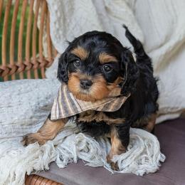 2nd pick Male - Black and tan male Cockapoo puppy in Newmanstown, Pennsylvania from Greta's Cockapoos