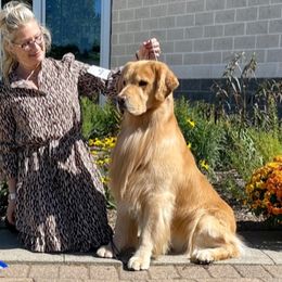 Golden Retrievers from PotAGold Golden Retrievers