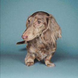Hazel - Dachshund