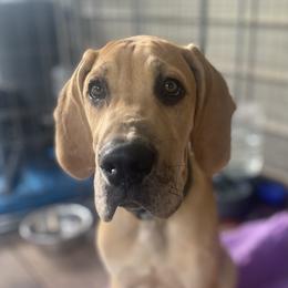 Dickens - Great Dane puppy in Loris, South Carolina from Outback Danes