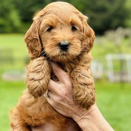 Goldendoodle Puppies from Amazing Grace Doodles