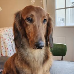 Brittany and Dachshund Puppies from Township Line Dachshunds & Brittanys