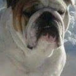 Bulldogs from Brixalot Bulldogs