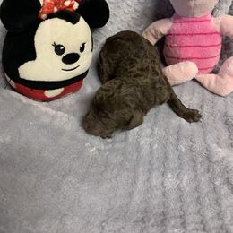 Girl 1 - Brown Poodle puppy in Georgia from Poodle Dreams