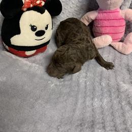 Girl 1 - Brown Poodle puppy in Georgia from Poodle Dreams
