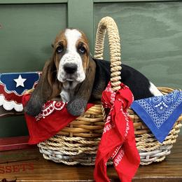 Yellow - Black brown and white male Basset Hound puppy in Willcox, Arizona from Out West Bassets