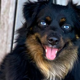Zola - Toy Australian Shepherd