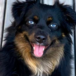 Zola - Toy Australian Shepherd