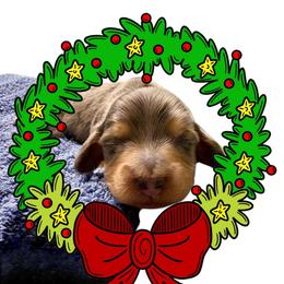 Dapple Male - Dapple male Dachshund puppy in Medina, Ohio from STORIED DOXIES