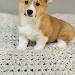 Pembroke Welsh Corgi Puppies from West Coast Corgi