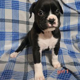 Girl 1 - Fawn female Boxer puppy in Temple, Georgia from B&B Boxers