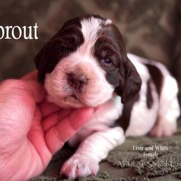 Sprout - Liver and white female English Springer Spaniel puppy in Tupalo, Mississippi from Butterfield Trail Farm