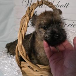 Mr Maroon - Red brindle male Cairn Terrier puppy in Savannah, Missouri from WoodSchott Cairn Terriers