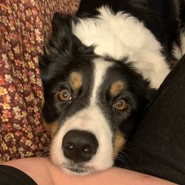 Hidey Ho - Border Collie