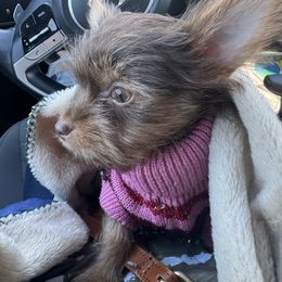 Yorkshire Terrier Puppies from MCM Acres