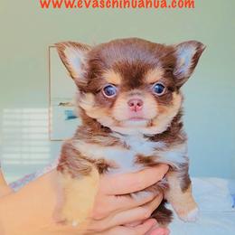 Angel 9900( chocolate tri-color ) - Chocolate and tan female Chihuahua puppy in Santa Rosa Beach, Florida from Eva's Chihuahua