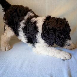 Murphy - Black and white male Bernedoodle puppy in Grant City, Missouri from Timberline Paws