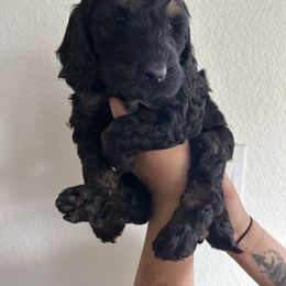 Girl 2 - Phantom female Goldendoodle puppy in Saginaw, Texas from Mariah's Goldendoodles