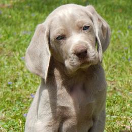 Weimaraners and Wirehaired Vizslas from Willow Ridge Kennel