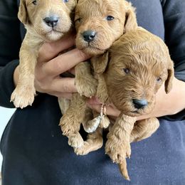 Cavapoo Puppies from Jorden’s Cavapoo’s
