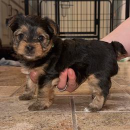 Louis - Black and tan male Yorkshire Terrier puppy in Highland, Arkansas from MG Yorkies