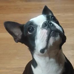 Mallon - Boston Terrier