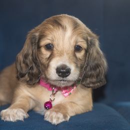 Paco - Piebald male Dachshund puppy in Mesa, Arizona from Dach Army