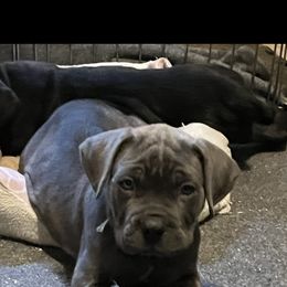 Cane Corso Puppies from Palazzo Cane Corso