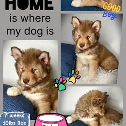 Cedar - Red and white male Siberian Husky puppy in Florence, Kentucky from Moonlight Howl Huskies