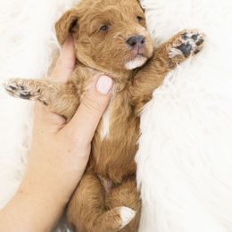 Goldendoodle, Irish Doodle, Labradoodle, and Poodle Puppies from Desert Doodles