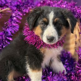 Cider - Black tri male Miniature Australian Shepherd puppy in Granbury, Texas from Jubilee Acres