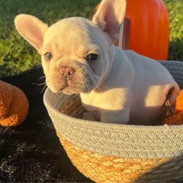 Pepper - Cream female French Bulldog puppy in Florida from Doxie Rugrats