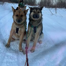 Lion - Alaskan Husky