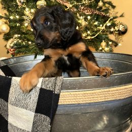 Bernedoodle Puppies from Doodle Dealers