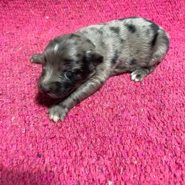 Chanel - Blue merle female Australian Shepherd puppy in Whitwell, Tennessee from Owl Hollow Farm