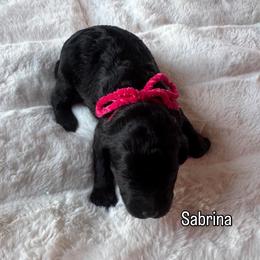 Sabrina - Black female Bernedoodle puppy in Horseshoe Bend, Idaho from Over the Moon Poodles and Doodles