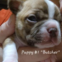 Butcher - Seal brindle and white Boston Terrier puppy in Carroll County, Georgia from Peachy Keen Bostons and Frenchies