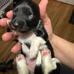 Tyche Female 2 AKC - Black female Dachshund puppy in Erie, Michigan from Champagne’s Grinch Toe’d Dachshunds