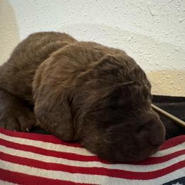 Light Blue - Brown female Chesapeake Bay Retriever puppy in Lewiston, Utah from Bellus Chesapeakes