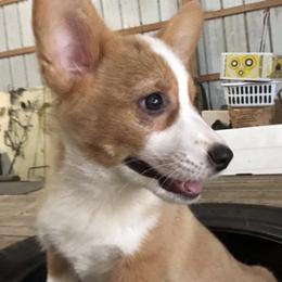 Dachshunds and Pembroke Welsh Corgis from Rocco Kennels