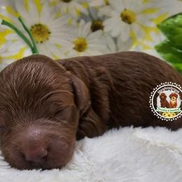 Bellagio - Red  male Poodle puppy in Salem, Missouri from Meadowbrook Poodles