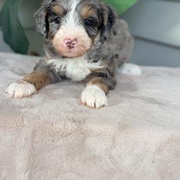 Gray - Blue merle male Bernedoodle puppy in Charleston, South Carolina from Palm Belle Doodles