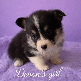 V-8.    Tilley - Black and tan female Pembroke Welsh Corgi puppy in Sanford, Michigan from Tambali Pembroke Welsh Corgis