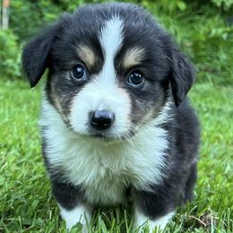 Aussiedoodles and Australian Shepherds from Windsor Aussies