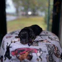 Gloria - Black and rust female Beauceron puppy in Scott, Arkansas from Seelingers Beaucerons