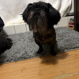 Onyx - Shih Tzu