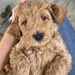 TinaTurner - Apricot female Goldendoodle puppy in Gilbert, Arizona from DogHouse Doodles