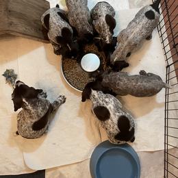 German Shorthaired Pointer Puppies from Chrishelle Farm